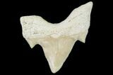 Pathological Shark (Otodus) Tooth - Morocco #108262-1